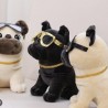 Perro con Lentes